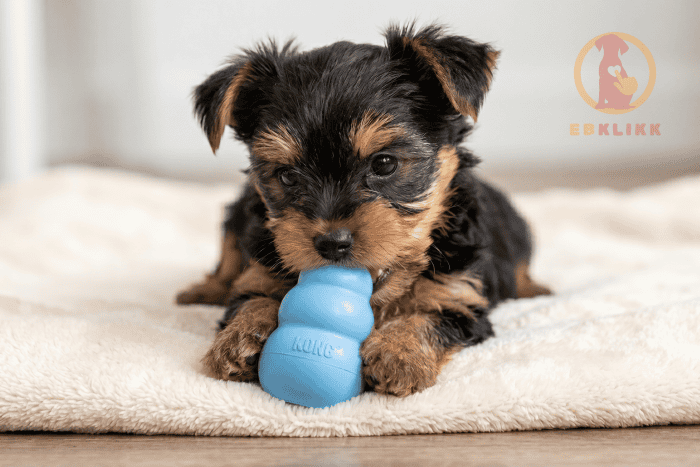 KONG classic harang puppy (M) - Image 4