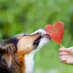 SmoothieDog - Szilikon fagyiforma - Image 2
