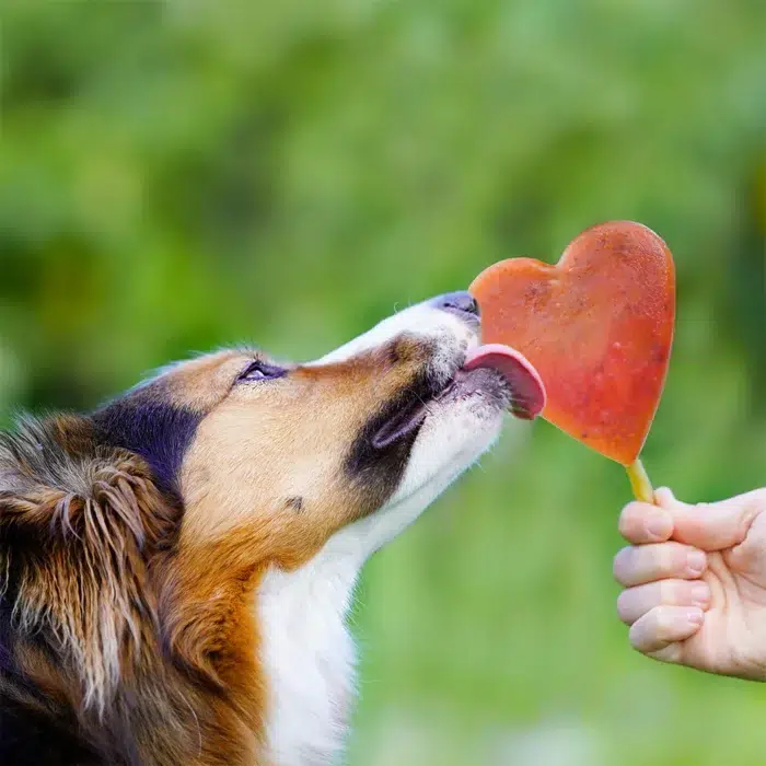SmoothieDog - Szilikon fagyiforma - Image 2