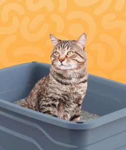 pet-cat-litter