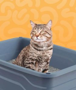 pet-cat-litter