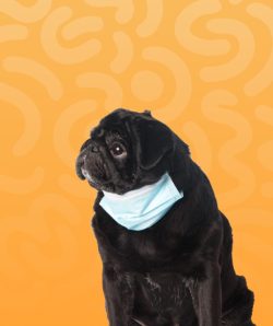 pet-dog-health
