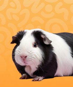 pet-othr-rodents